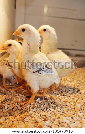 Animal theme: Chicks