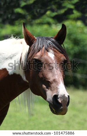 Animal theme: Horse head