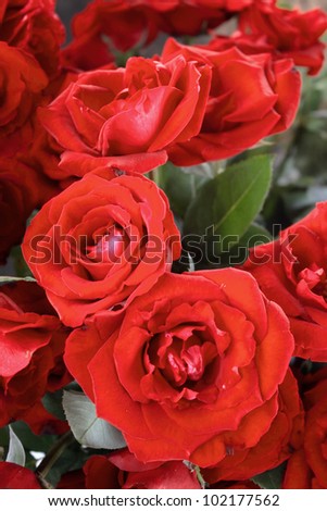 Flower Theme Red Roses Stock Photo  Shutterstock