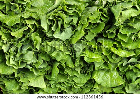 Closeup of collard greens produce