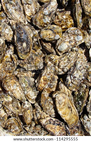 Oyster shells backgound - Sea food texture