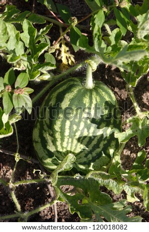 Watermelon crop top view - Agriculture