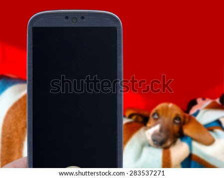 Smatrphone and basset hound on blurred background. Idea for pet shop app, photos of dogs, veterinarian applications, and others.