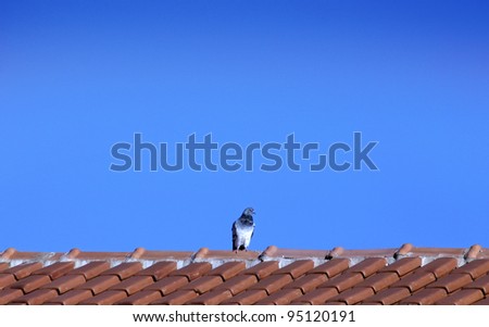 Animal theme: Pigeon on roof - Horizontal scene