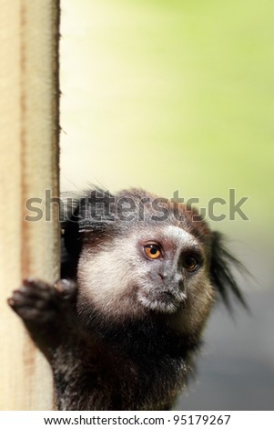 Animal theme: black-tufted marmoset close-up