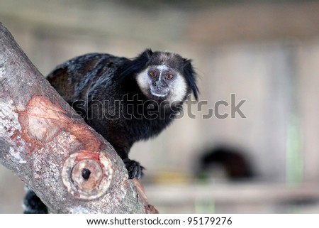 Animal theme: black-tufted marmoset