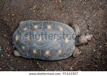 Animal theme: Turtle top view