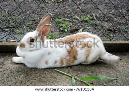 Animal theme: Rabbit