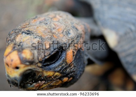An animal theme: Turtle head focus on eyes