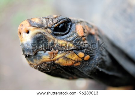 An animal theme: Turtle head close-up