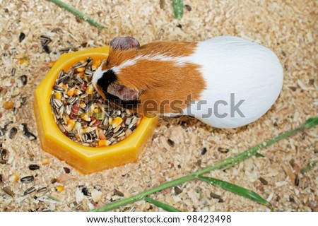 Animal theme: Guinea pig