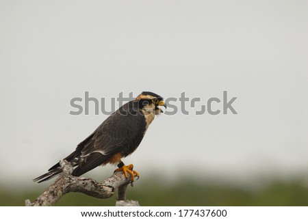 The aplomado falcon was extirpated from much of it\'s north American range, but reintroduction efforts are underway in parts of Texas.