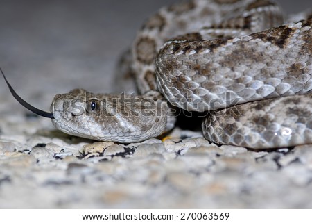 A close shot of a high contrast, medium sized western diamond back rattlesnake from West Texas.