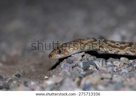 The Sonoran Lyre snake, photographed on the Arizona Mexico border.
