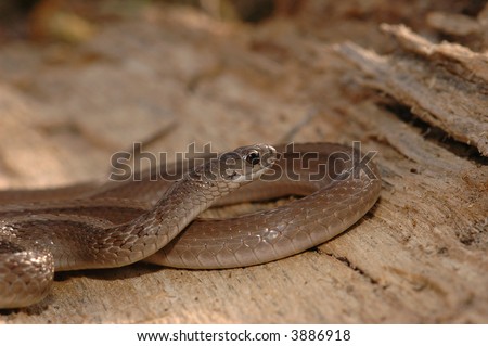 The midland brown snake coiled loosely on a fallen piece of tree bark.