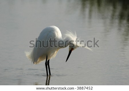 A great white heron appears to be having a bad hair day.