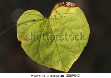 Heart shaped leaf tree
