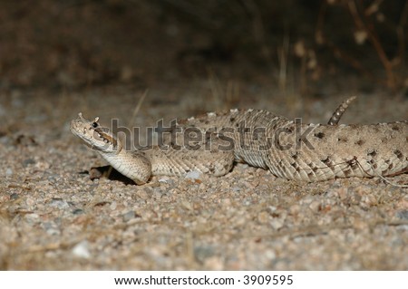 ... The sidewinder rattlesnake from the southern Califo