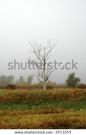 A dead tree stands alone in a wetland wildlife refuge.