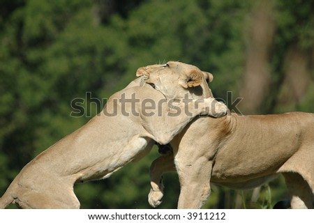 A pair of female african lions play at the Kansas City Zoo.