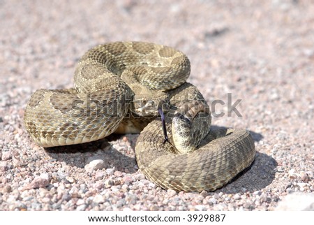 A mojave rattlesnake displaying the defensive posture in an effort to scare away potential harm. This animal was photographed in Arizona.
