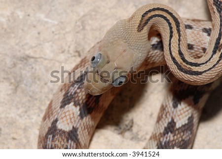 A trans pecos ratsnake photographed directly above it\'s head.