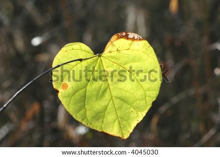 Large+heart+shaped+leaf+tree