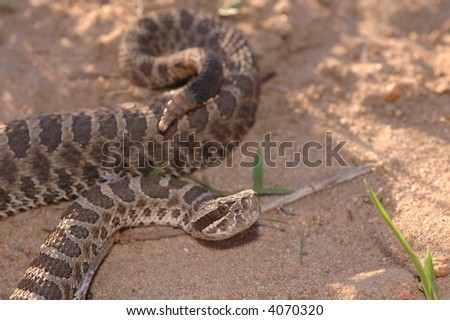 stock photo : A Western Massasauga rattlesnake from cen