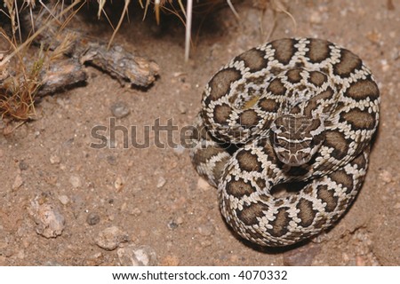 A juvenile southern Pacific rattlesnake from southern California.