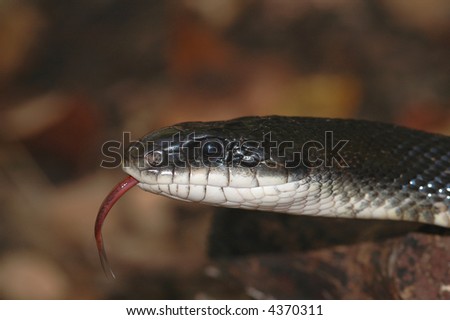 A macro photograph of the head of a black ratsnake flicking it's tongue.