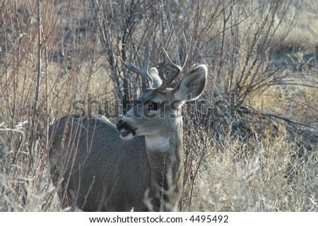 A mule deer buck walks out into the clearing in New Mexico.