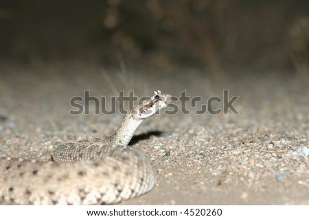 stock photo : A photograph of a Colorado desert sidewin