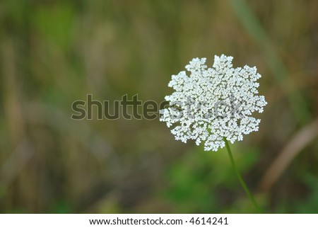 The Queen Anne\'s lace wildlife flower came from Europe.
