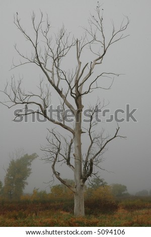 A dead tree stands in the early morning fog on an autumn day.