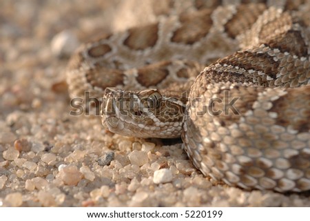 This prairie rattlesnake was found and photographed in the midwestern state of Kansas.
