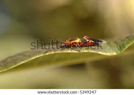 An orange and black insect resting on a green leaf.