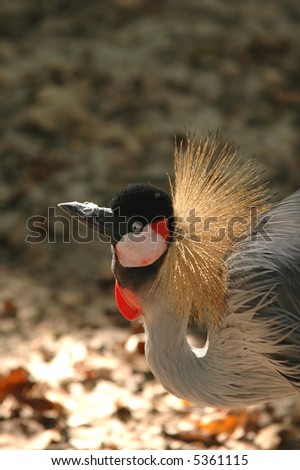 This grey crowned crane appears to be annoyed by the feather on it\'s beak.