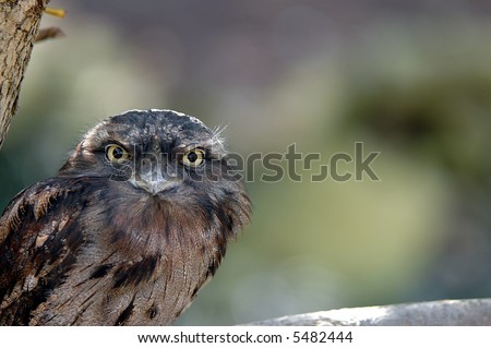 This Australian tawny frogmouth stares back at the photographer with it\'s huge eyes.