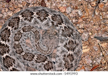 Diamondback Clip Art