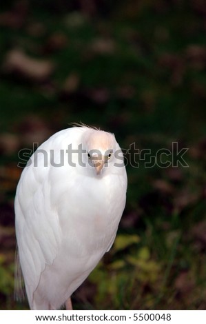 A white cattle egret appears to be staring at the photographer with an angry expression.