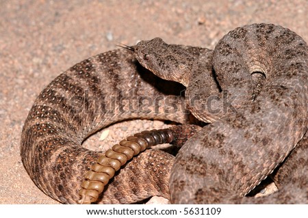 ... tiger rattlesnake shows the small head and very lar