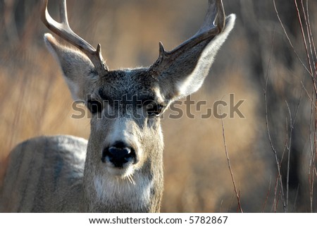 A male mule deer stops near the road in southern New Mexico.