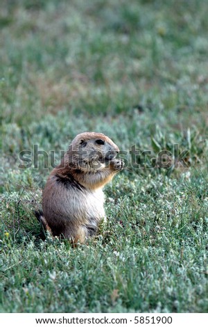 A black-tailed prairie dogs sits back and enjoys a snack.