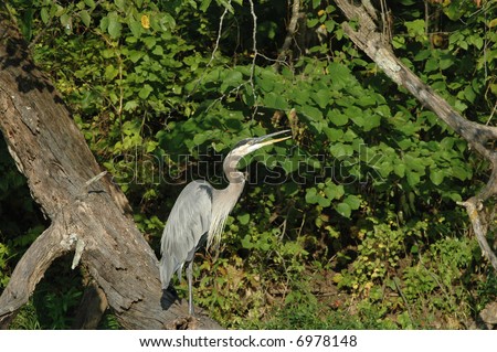 A blue heron perches on a fallen tree and basks in the early morning sun on a pleasant summer day.