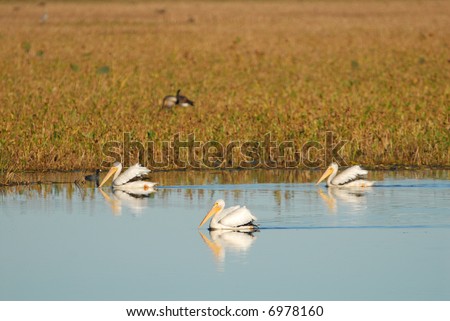 Three white pelicans swimming in a triangle pattern on mirror smooth water.