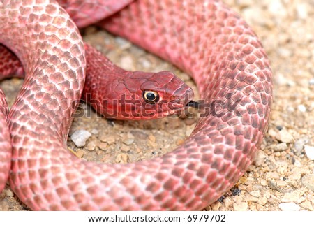 worm snake snake hill on lake ballard desert western ma