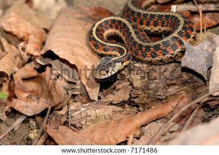 This red sided garter snake was photographed late in fall before the snakes begin to brumate.