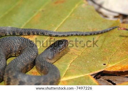 The Mississippi Green Water Snake is an endangered species in much of it\'s natural range.