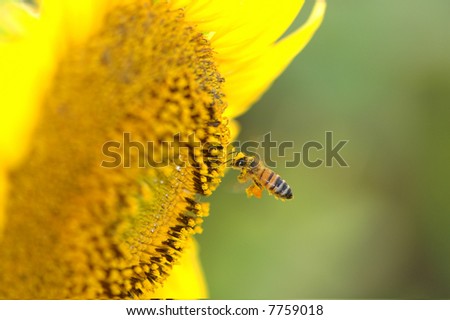 A small honey is flying into a large sunflower with an already large load of pollen on it\'s legs.