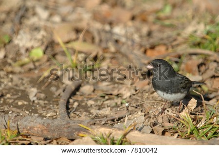 A dark-eyed junco bird on the ground scratching for seeds.